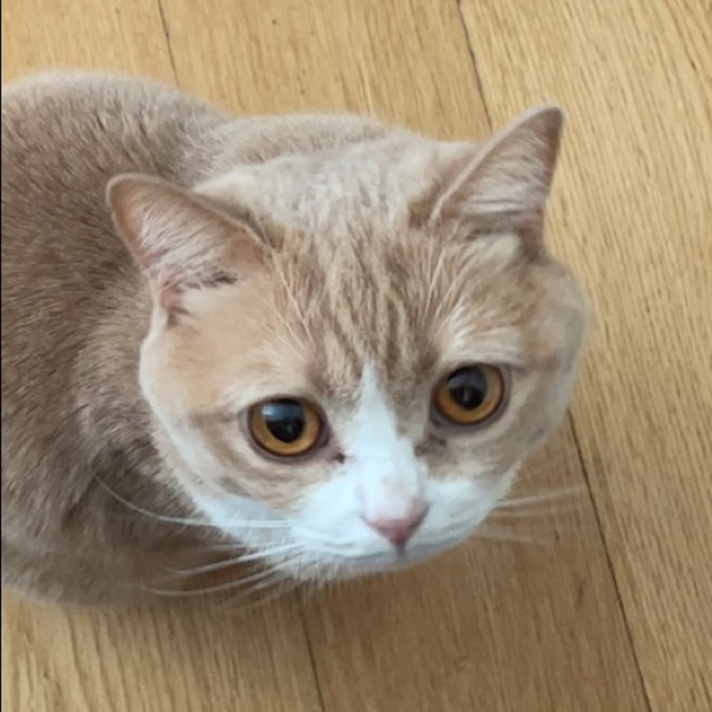 Meet your Posher, Cindy